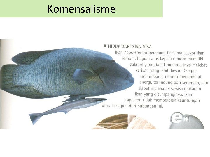 Komensalisme 