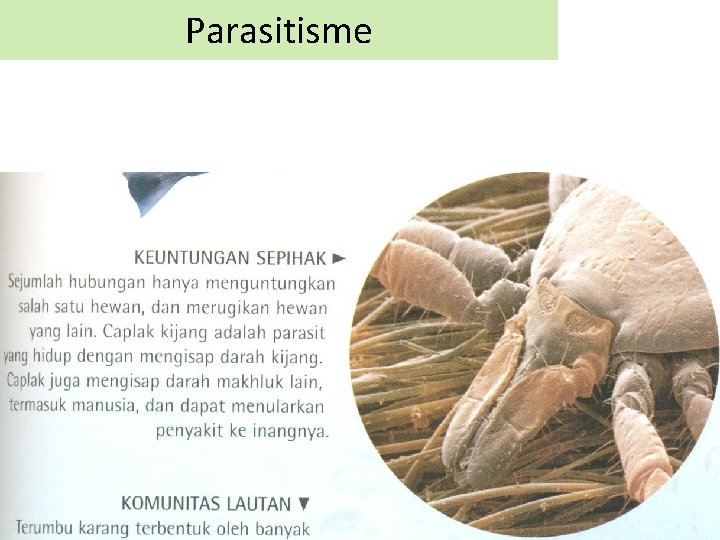 Parasitisme 