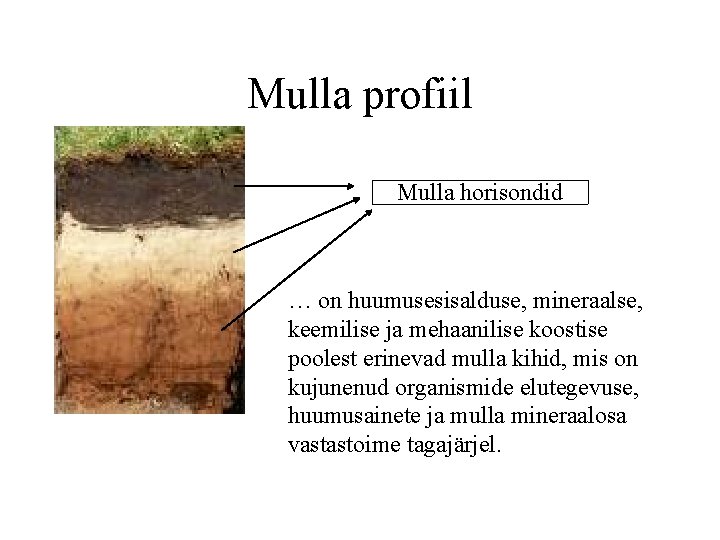 Mulla profiil Mulla horisondid … on huumusesisalduse, mineraalse, keemilise ja mehaanilise koostise poolest erinevad
