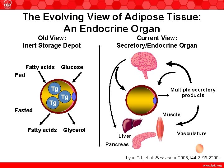 The Evolving View of Adipose Tissue: An Endocrine Organ Old View: Inert Storage Depot