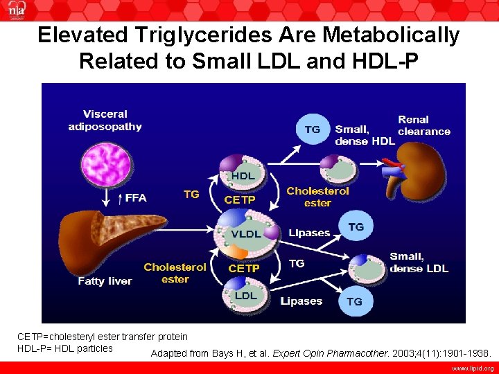 Elevated Triglycerides Are Metabolically Related to Small LDL and HDL-P CETP=cholesteryl ester transfer protein