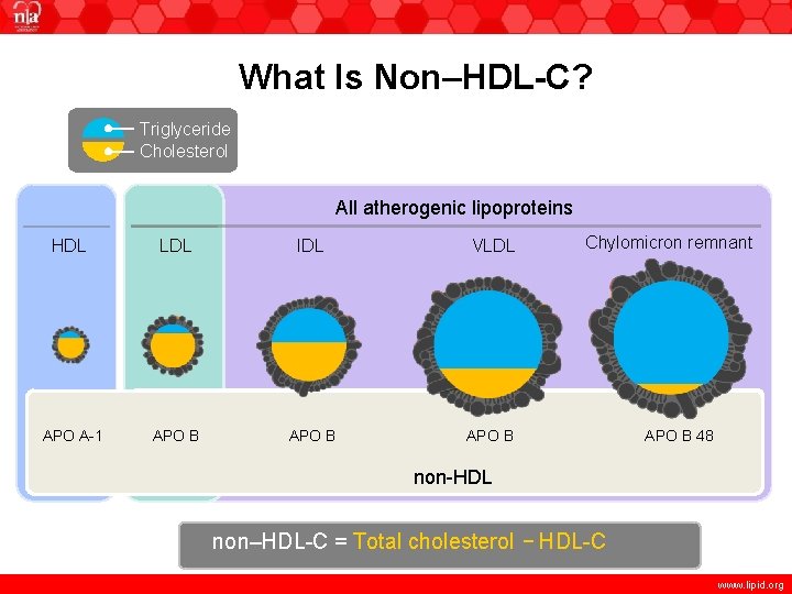 What Is Non–HDL-C? Triglyceride Cholesterol All atherogenic lipoproteins HDL LDL IDL VLDL APO A-1