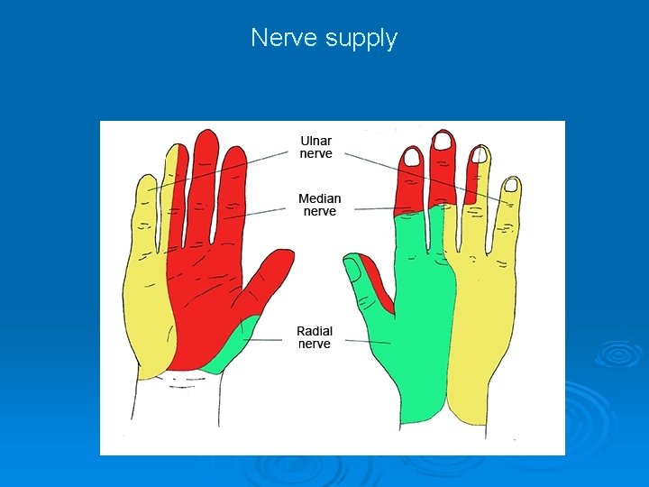 Nerve supply 