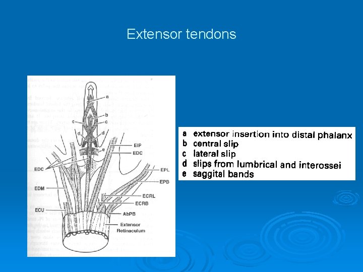 Extensor tendons 