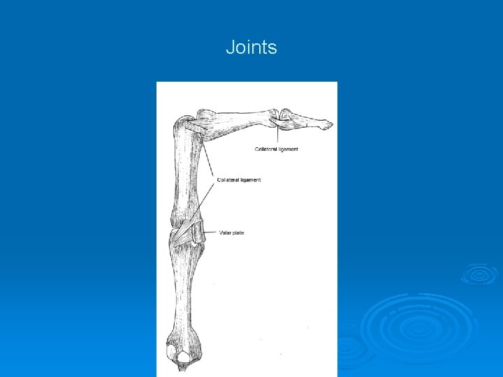 Joints 