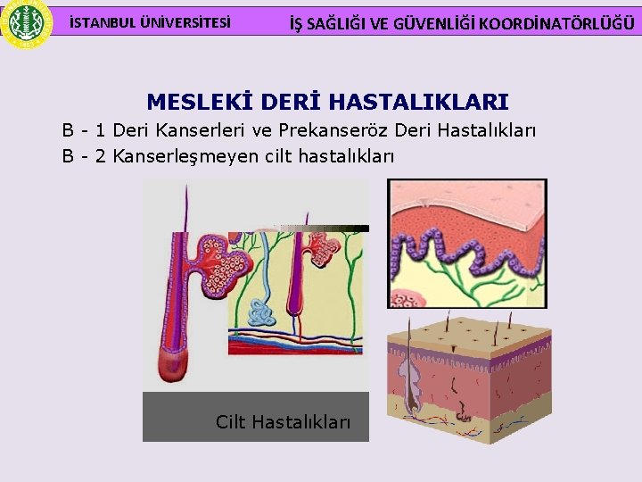  İSTANBUL ÜNİVERSİTESİ İŞ SAĞLIĞI VE GÜVENLİĞİ KOORDİNATÖRLÜĞÜ MESLEKİ DERİ HASTALIKLARI B - 1