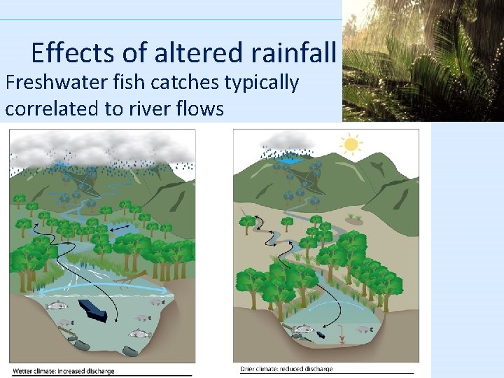 Effects of altered rainfall Freshwater fish catches typically correlated to river flows 