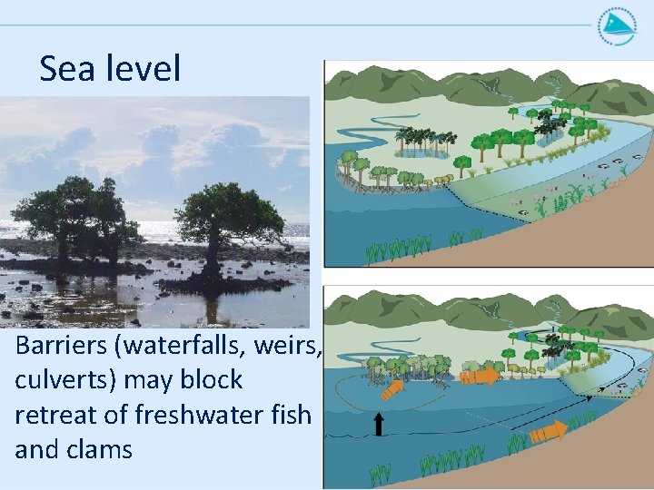 Sea level Barriers (waterfalls, weirs, culverts) may block retreat of freshwater fish and clams