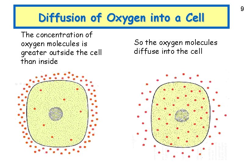 Diffusion of Oxygen into a Cell The concentration of oxygen molecules is greater outside