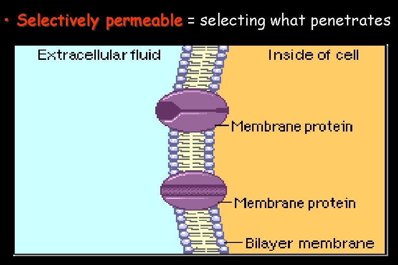  • Selectively permeable = selecting what penetrates 