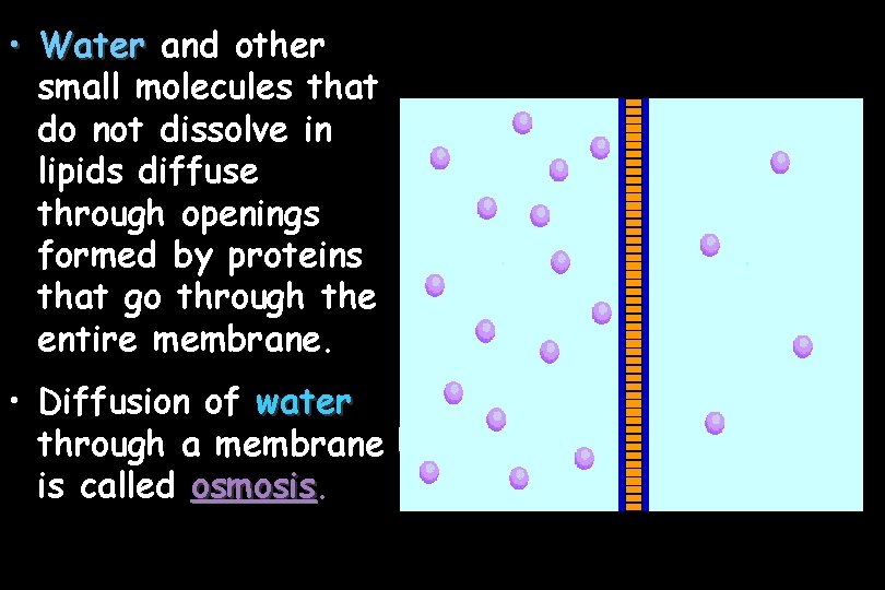  • Water and other small molecules that do not dissolve in lipids diffuse