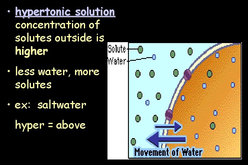  • hypertonic solution concentration of solutes outside is higher • less water, more