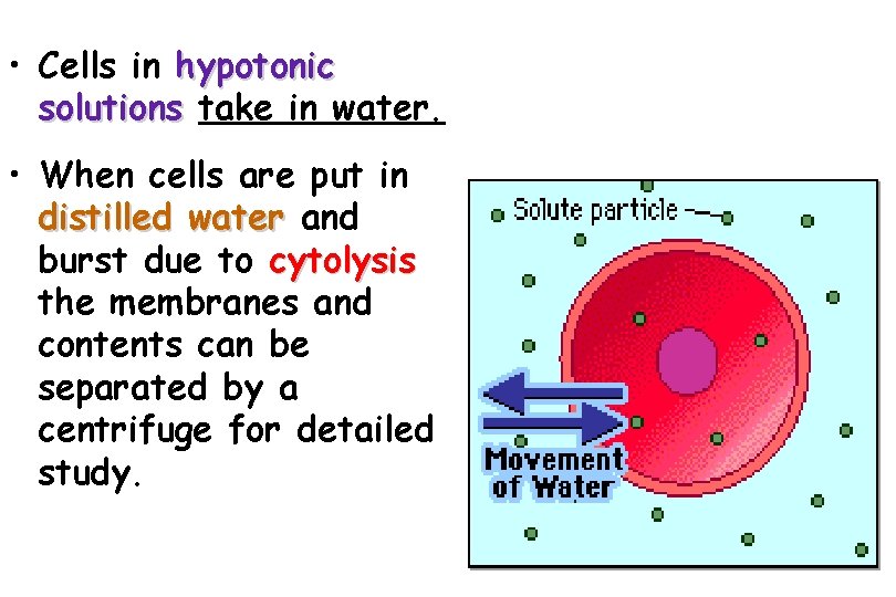  • Cells in hypotonic solutions take in water. • When cells are put