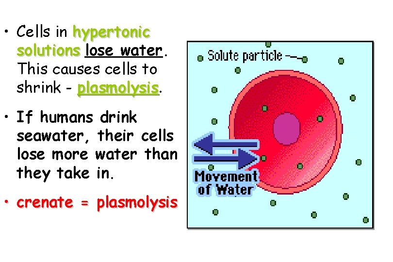  • Cells in hypertonic solutions lose water. This causes cells to shrink -