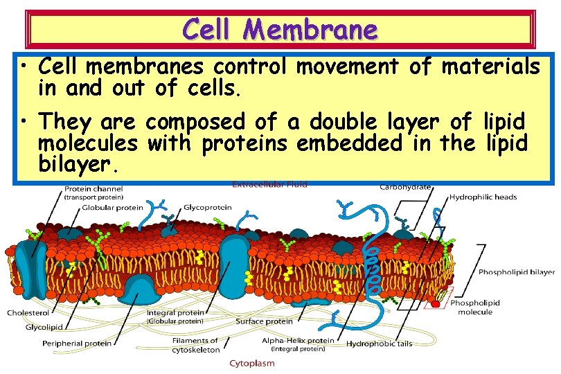 Cell Membrane • Cell membranes control movement of materials in and out of cells.