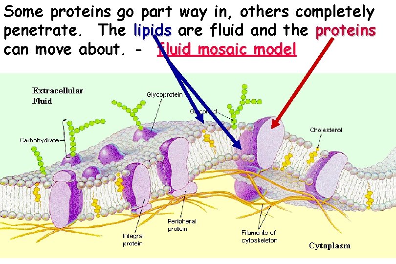 Some proteins go part way in, others completely penetrate. The lipids are fluid and