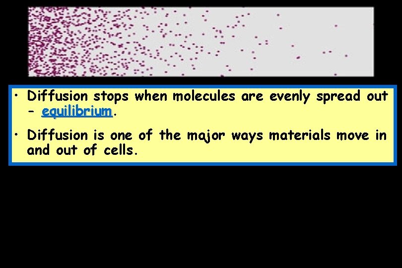  • Diffusion stops when molecules are evenly spread out - equilibrium • Diffusion