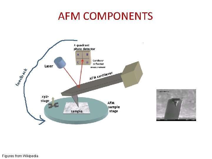 fee dba ck AFM COMPONENTS Figures from Wikipedia 