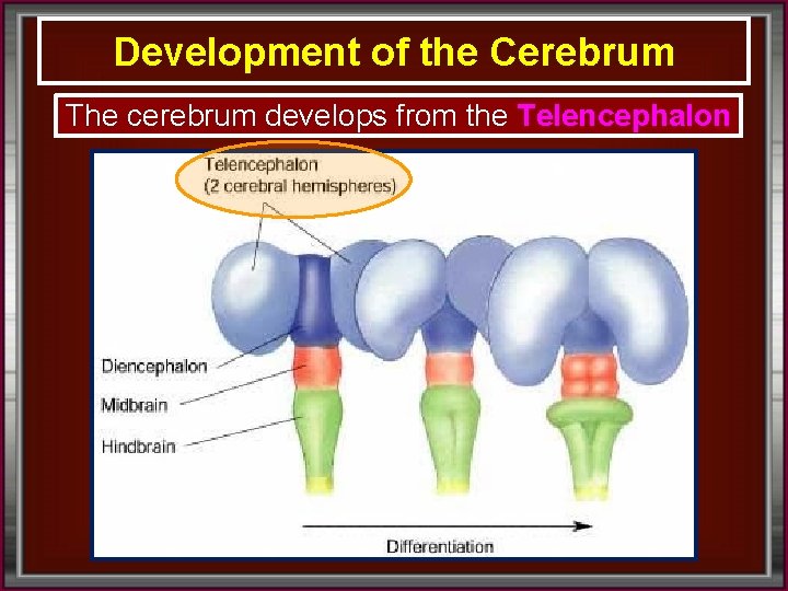 Development of the Cerebrum The cerebrum develops from the Telencephalon 