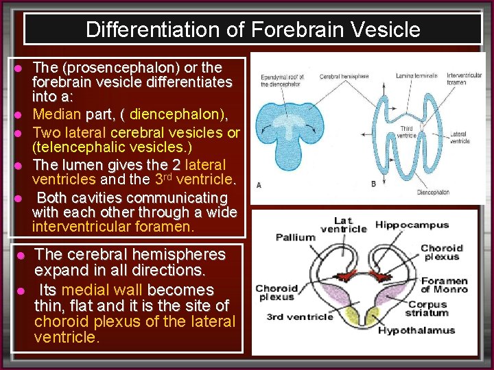 Differentiation of Forebrain Vesicle l l l l The (prosencephalon) or the forebrain vesicle