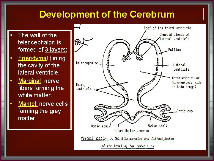 Development of the Cerebrum • The wall of the telencephalon is formed of 3
