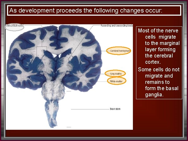 As development proceeds the following changes occur: Most of the nerve cells migrate to