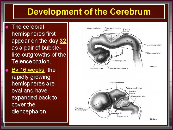 Development of the Cerebrum l l The cerebral hemispheres first appear on the day