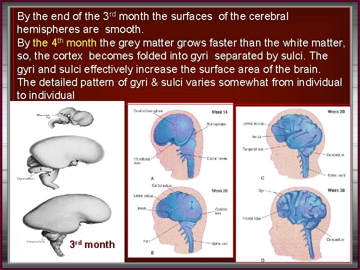 By the end of the 3 rd month the surfaces of the cerebral hemispheres