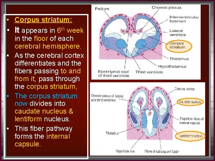  • Corpus striatum: • It appears in 6 th week in the floor