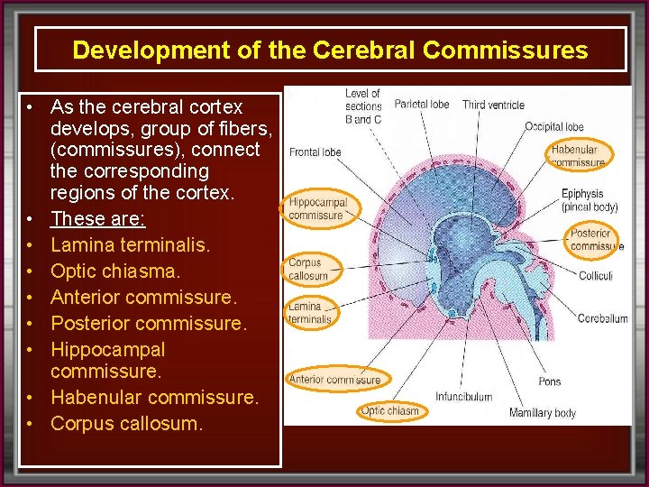 Development of the Cerebral Commissures • As the cerebral cortex develops, group of fibers,