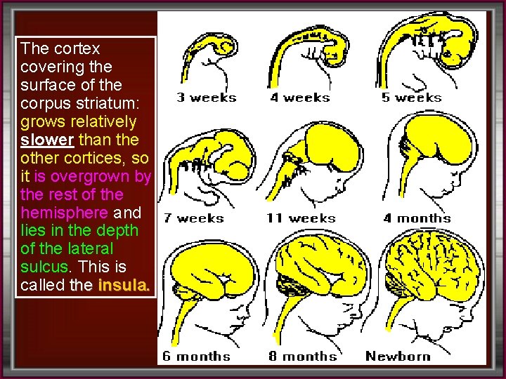 The cortex covering the surface of the corpus striatum: grows relatively slower than the