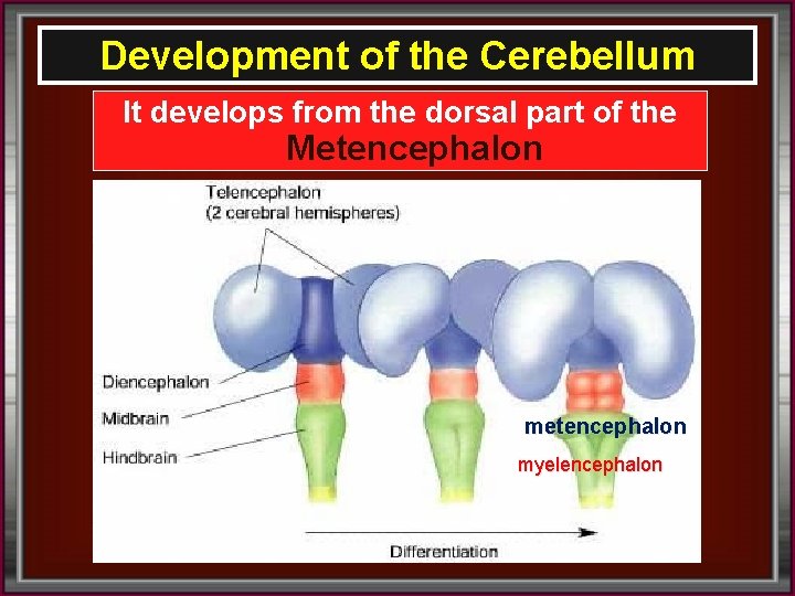 Development of the Cerebellum It develops from the dorsal part of the Metencephalon metencephalon