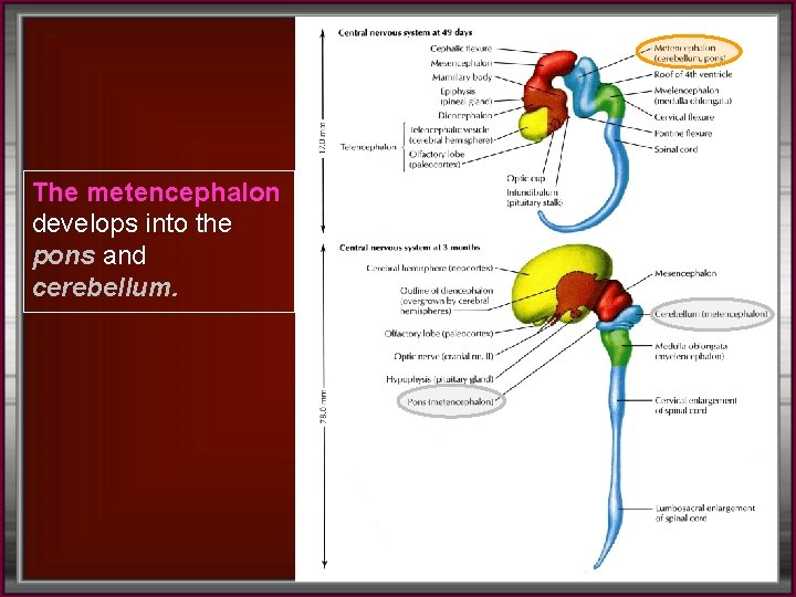 The metencephalon develops into the pons and cerebellum. 