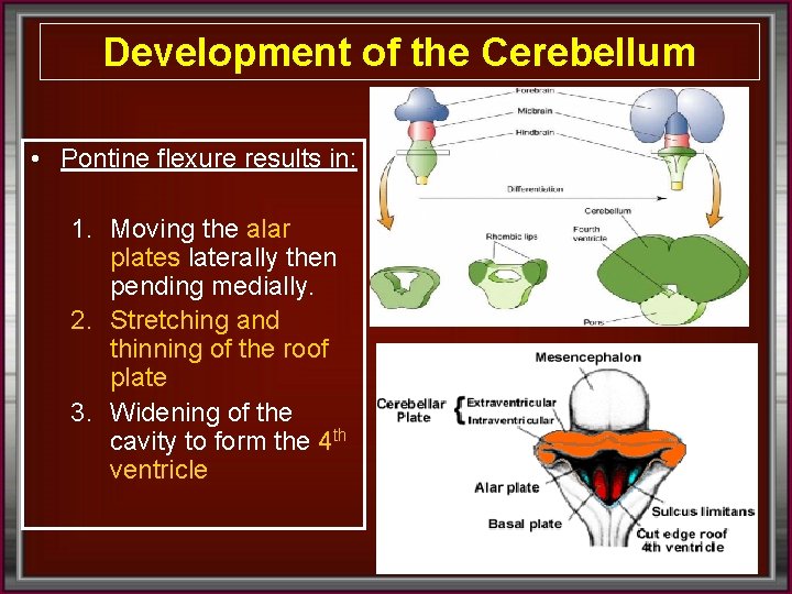 Development of the Cerebellum • Pontine flexure results in: 1. Moving the alar plates