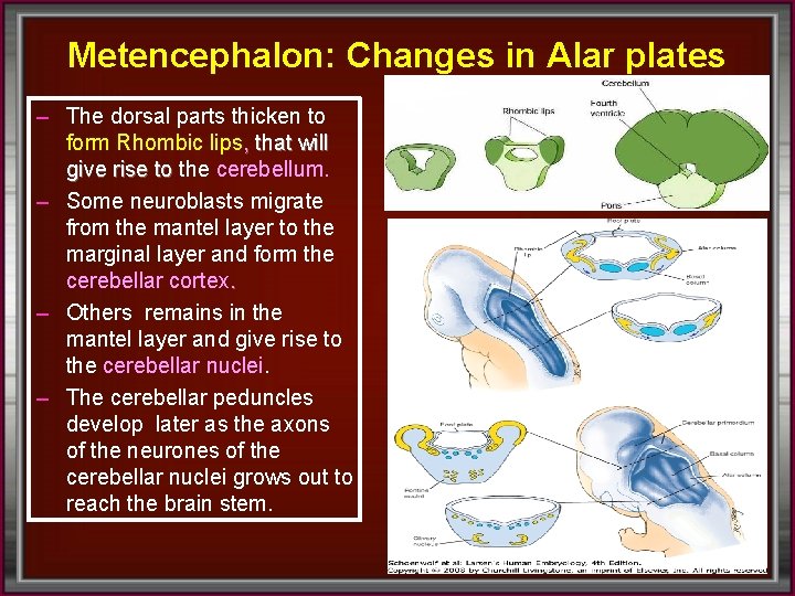 Metencephalon: Changes in Alar plates – The dorsal parts thicken to form Rhombic lips,