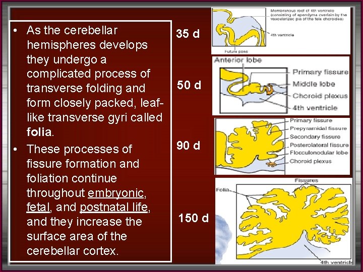  • As the cerebellar 35 d hemispheres develops they undergo a complicated process