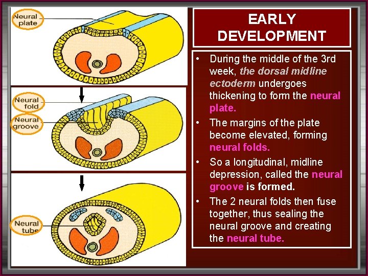 EARLY DEVELOPMENT • During the middle of the 3 rd week, the dorsal midline