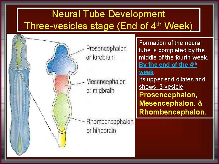 Neural Tube Development Three-vesicles stage (End of 4 th Week) Formation of the neural