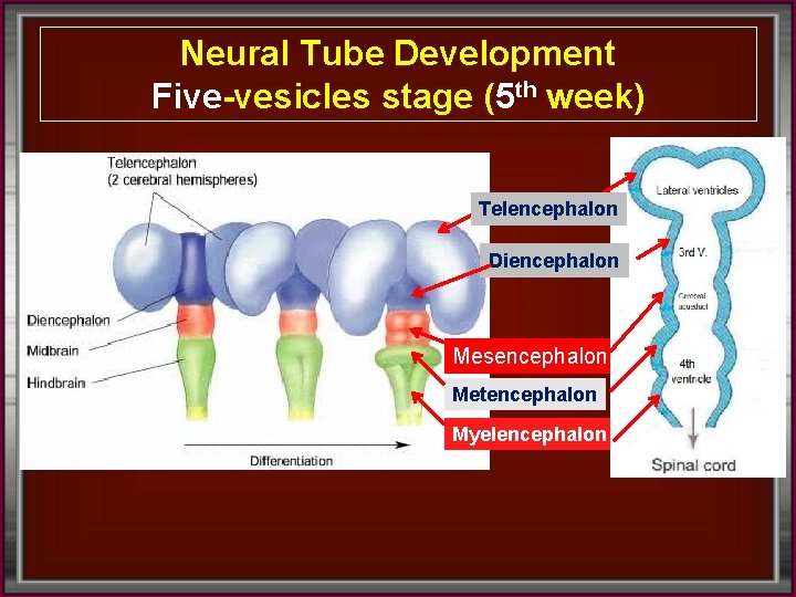 Neural Tube Development Five-vesicles stage (5 th week) Telencephalon Diencephalon Mesencephalon Metencephalon Myelencephalon 