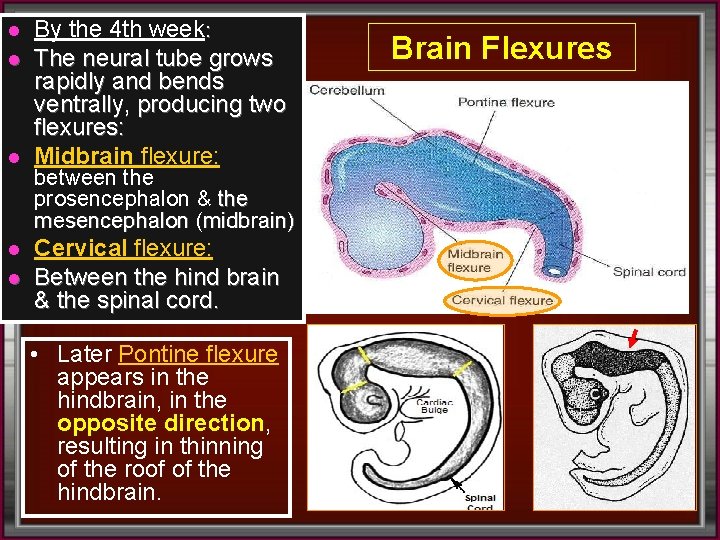 l l l By the 4 th week: The neural tube grows rapidly and