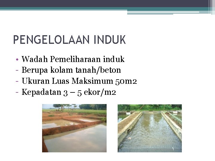 PENGELOLAAN INDUK • - Wadah Pemeliharaan induk Berupa kolam tanah/beton Ukuran Luas Maksimum 50