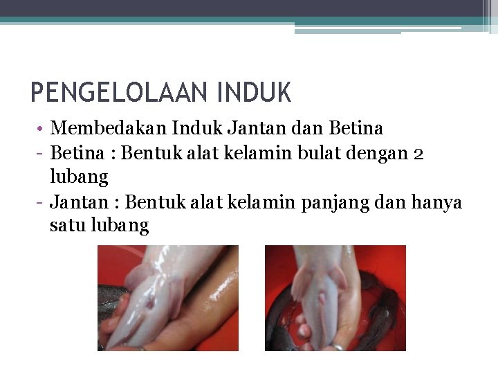 PENGELOLAAN INDUK • Membedakan Induk Jantan dan Betina - Betina : Bentuk alat kelamin