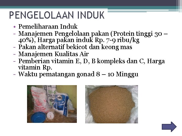 PENGELOLAAN INDUK • Pemeliharaan Induk - Manajemen Pengelolaan pakan (Protein tinggi 30 – 40%),