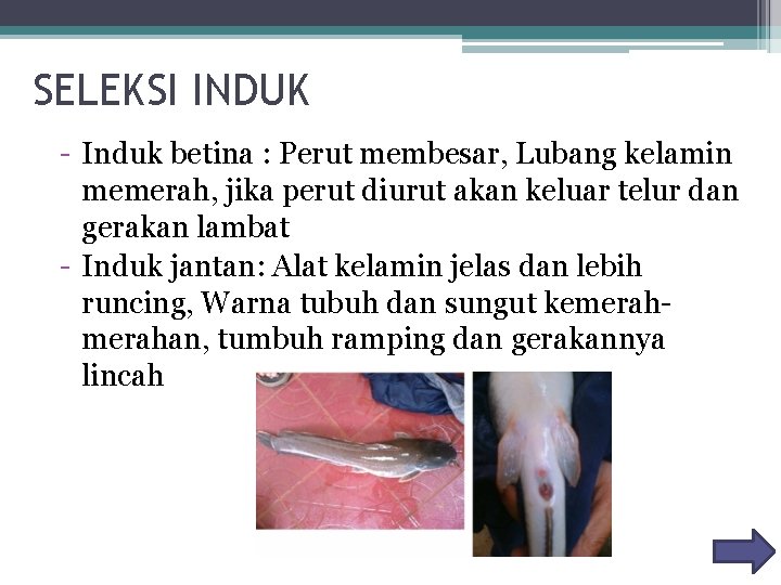 SELEKSI INDUK - Induk betina : Perut membesar, Lubang kelamin memerah, jika perut diurut