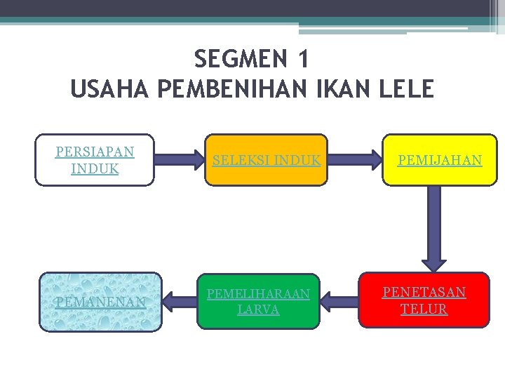 SEGMEN 1 USAHA PEMBENIHAN IKAN LELE PERSIAPAN INDUK PEMANENAN SELEKSI INDUK PEMELIHARAAN LARVA PEMIJAHAN