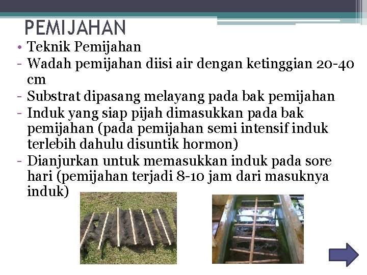 PEMIJAHAN • Teknik Pemijahan - Wadah pemijahan diisi air dengan ketinggian 20 -40 cm