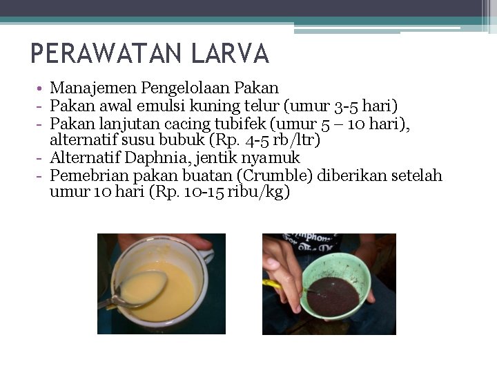 PERAWATAN LARVA • Manajemen Pengelolaan Pakan - Pakan awal emulsi kuning telur (umur 3