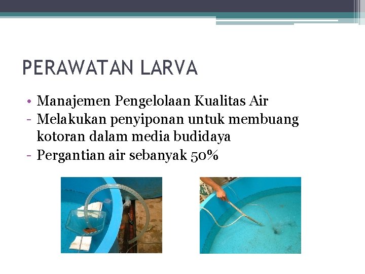 PERAWATAN LARVA • Manajemen Pengelolaan Kualitas Air - Melakukan penyiponan untuk membuang kotoran dalam