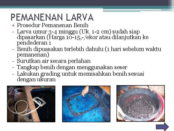 PEMANENAN LARVA • Prosedur Pemanenan Benih - Larva umur 3 -4 minggu (Uk. 1