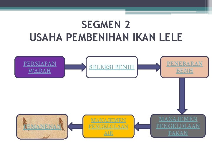 SEGMEN 2 USAHA PEMBENIHAN IKAN LELE PERSIAPAN WADAH SELEKSI BENIH PEMANENAN MANAJEMEN PENGELOLAAN AIR